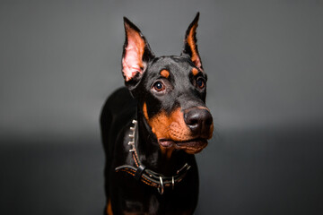 Fototapeta na wymiar Doberman puppy portrait isolated on dark background.