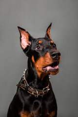 Doberman puppy portrait isolated on dark background.