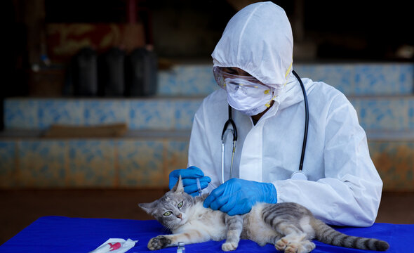 
Veterinarians wear PPE for canine distempervirus (CDV) vaccine. Cats and dogs, veterinary medicine.