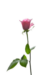 Pink rose on a white background　　