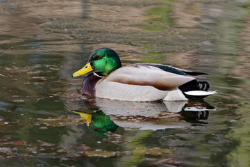 Ordinary duck day © Marcin Łuczak