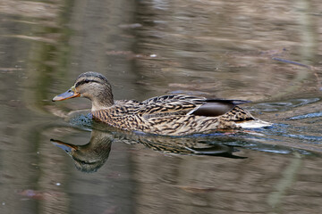Ordinary duck day © Marcin Łuczak