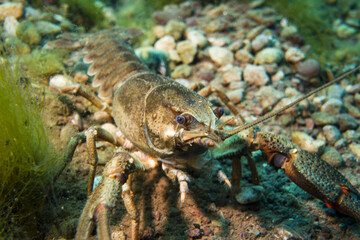 Krebs in Nahaufnahme