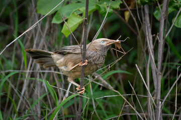Yellow-billed Babbler with its catch.