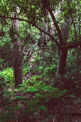 wild Tasmanian bush landscape during a hike to Fossil Cove