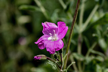flowers in the garden