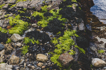 wild Tasmanian landscape with algae on the shore and rocks as seen during a hike to Fossil Cove