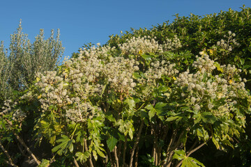 Autumn White Flowers and Leaves of a Japanese Aralia or Castor Oil Plant (Fatsia japonica) with a Bright Blue Sky background Growing in a Garden in Rural Devon, England, UK