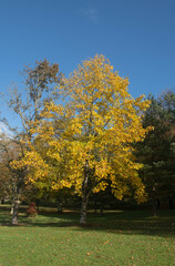 Naklejka premium Bright Yellow Autumn Leaves on a Chinese Tulip Tree (Liriodendron chinense) Growing in a garden in Rural Devon, England, UK