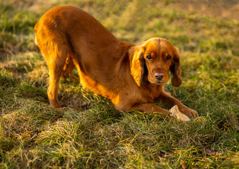 Red spaniel dog playing on the grass on the sunset