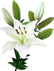 isolated white lily branch with buds and bloom