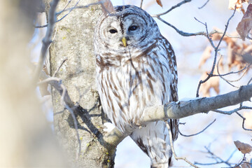 barred owl on tree