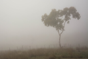Fototapeta na wymiar Gum tree in fog