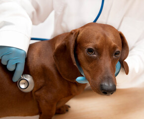 Dachshund dog in the vet clinic on medical examination