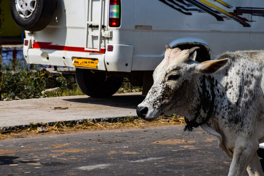 Picture of a white color Indian calf walking on road in bright sunlight.