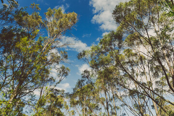 wild Tasmanian bush landscape during a hike to Fossil Cove