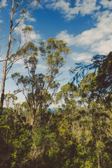 wild Tasmanian bush landscape during a hike to Fossil Cove