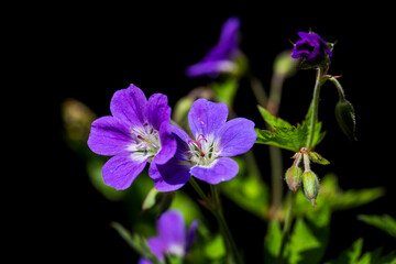 Fototapeta na wymiar Purple flowers with dark background