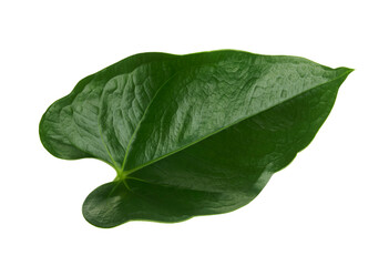 Anthurium leaves, Green leaf isolated on white background, with clipping path