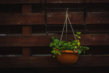 flowers in a hanging pot in front a wooden fence