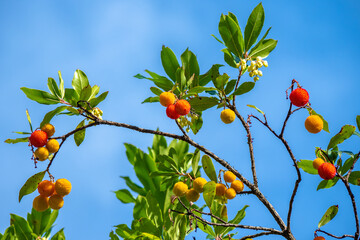 Wild berries on fruit trees in the south of france