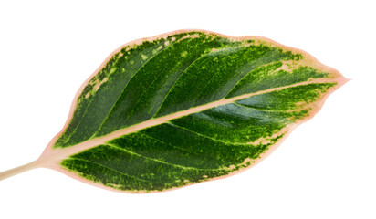 Fototapeta na wymiar Aglaonema foliage, Green aglaonema leaves, Exotic tropical leaf, isolated on white background with clipping path