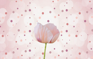 Delicate isolated pink poppy flower. Greeting card template.