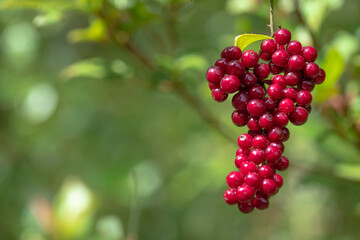 Wild berries on fruit trees in the south of france