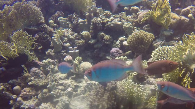 Lunartail Bigeyes (Priacanthus hamrur) close to the shelter of a coral reef in the Red Sea, Egypt