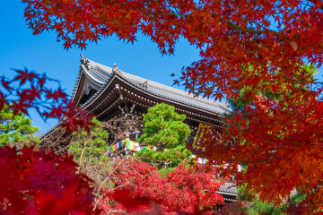 京都　金戒光明寺の山門と紅葉　