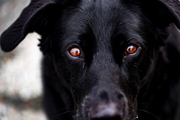 Black German Shepherd dog with brown eyes portrait.