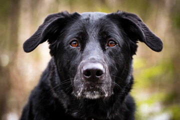 Black German Shepherd dog with brown eyes portrait.