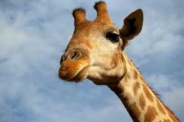 Naklejka premium Wild african life. A large common South African giraffe on the summer blue sky.
