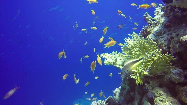A Freckled Hawkfish (Paracirrhites forsteri) in the Red Sea, Egypt