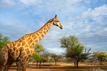 Wild african life. A large common South African giraffe on the summer blue sky.