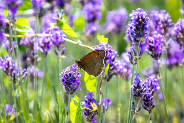 Bruin zandoogje - Maniola jurtina - op lavendel
