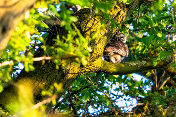 Little owl (Athene noctua) in oak tree