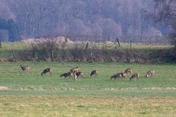 Obraz na płótnie Canvas Roe deer 