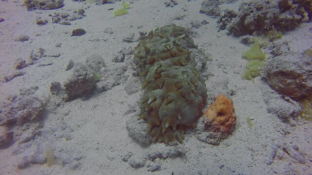 A sea cucumber in the Red Sea, Egypt