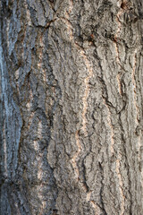 Ginkgo biloba 