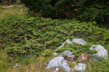 Alpine juniperus shrubs 