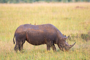 Black rhinoceros grazing on the savanna in africa