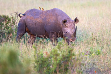 Alone Black rhino in Africa