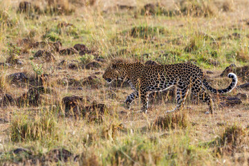 Savanna landscape with a Leopard