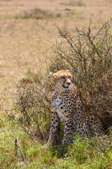 Wild Cheetah at a bush in the savanna