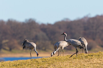 Cranes in spring landscape