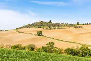 Fototapeta premium Farm road in a new sown field with a olive farm on a hill in Italy