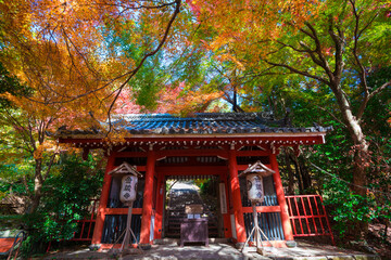京都　金蔵寺（こんぞうじ）の山門と紅葉