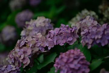 枯れる紫陽花