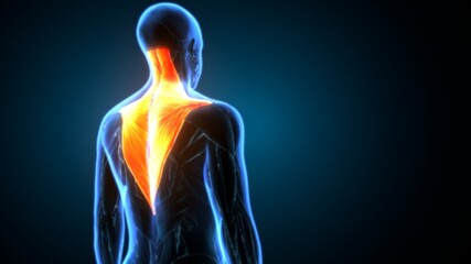 僧帽筋は頭の重さ5㎏を支えているので姿勢が悪いと肩が凝る!